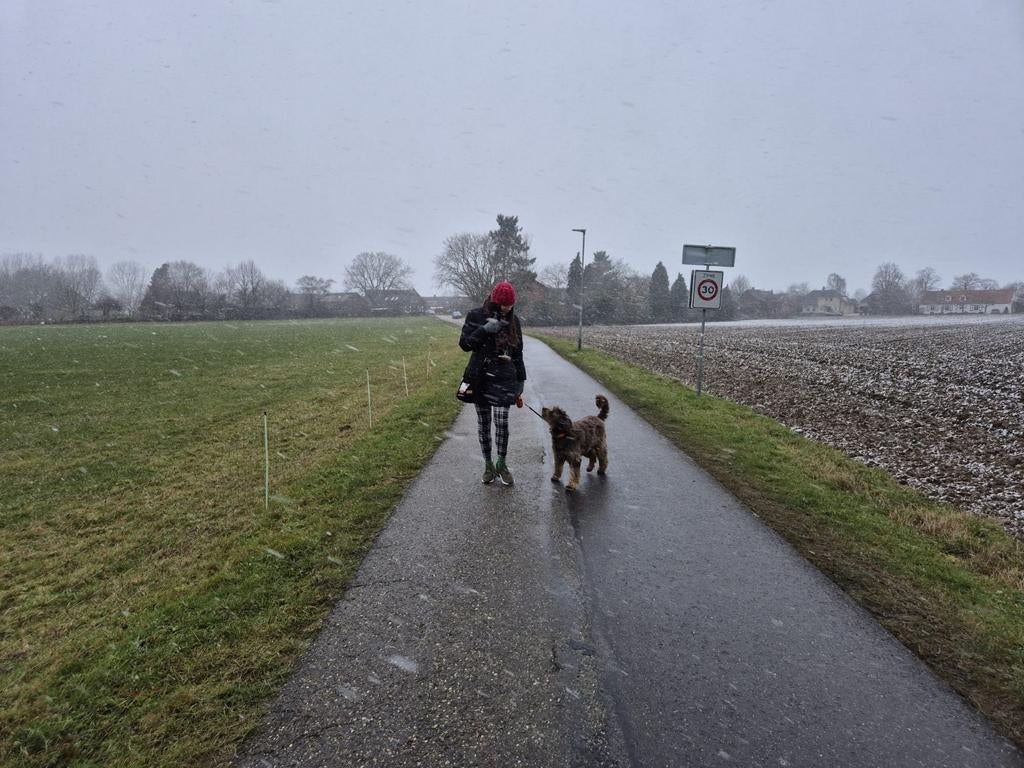 Honden uitlaatservice, opvang voor bejaarde honden, Diensten en Vakmensen, Dieren | Honden | Verzorging, Oppas en Les, Uitlaatservice