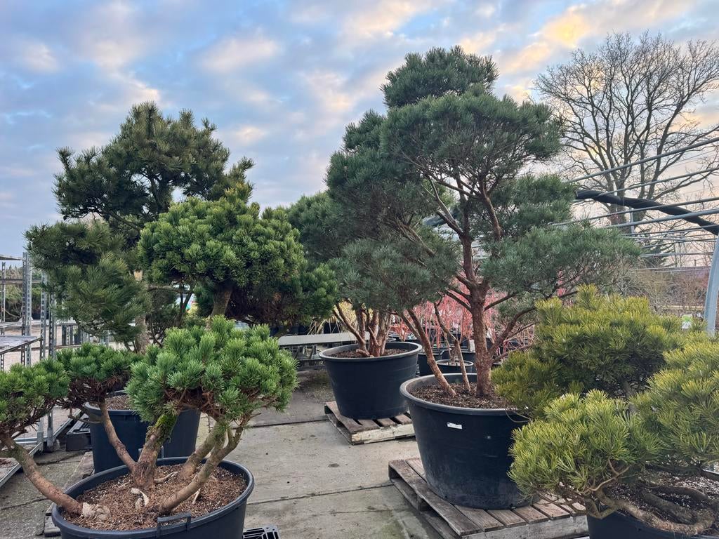 Vormbomen/Tuinbonsai: Grote Pre-Sale met Stuntprijzen!, Bloeit niet, 100 tot 250 cm, Dakboom, Ophalen