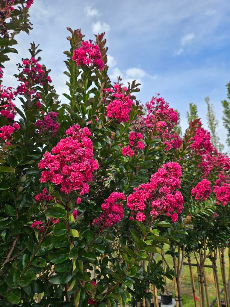 Lagerstroemia Pink Velour / hoogstam / vol bloemen ‼️‼️, Tuin en Terras, 250 tot 400 cm, Zomer, Ophalen, Volle zon