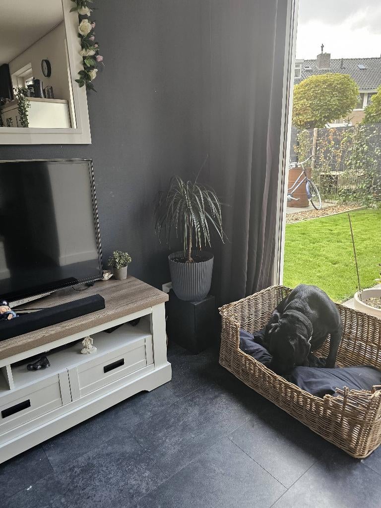 Bulldog kruising bullmastiff, Dieren en Toebehoren, Overige rassen, 1 tot 2 jaar, Teef, Eén hond