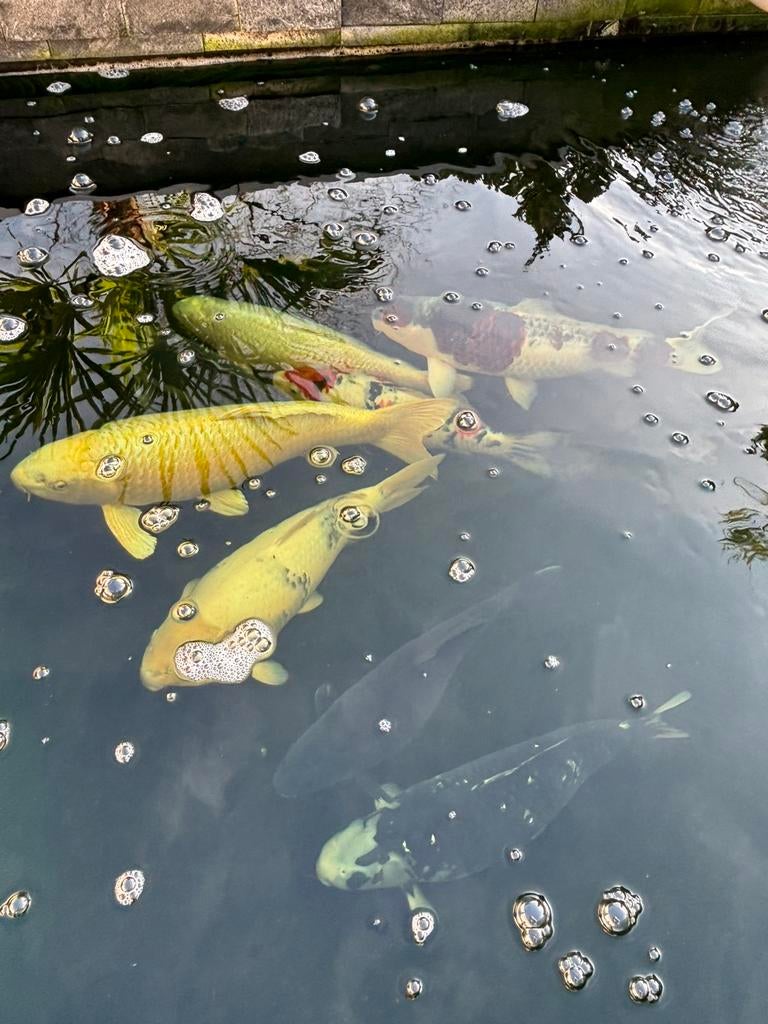 Koikarpers, Dieren en Toebehoren, Vissen | Vijvervissen, Karper of Koi