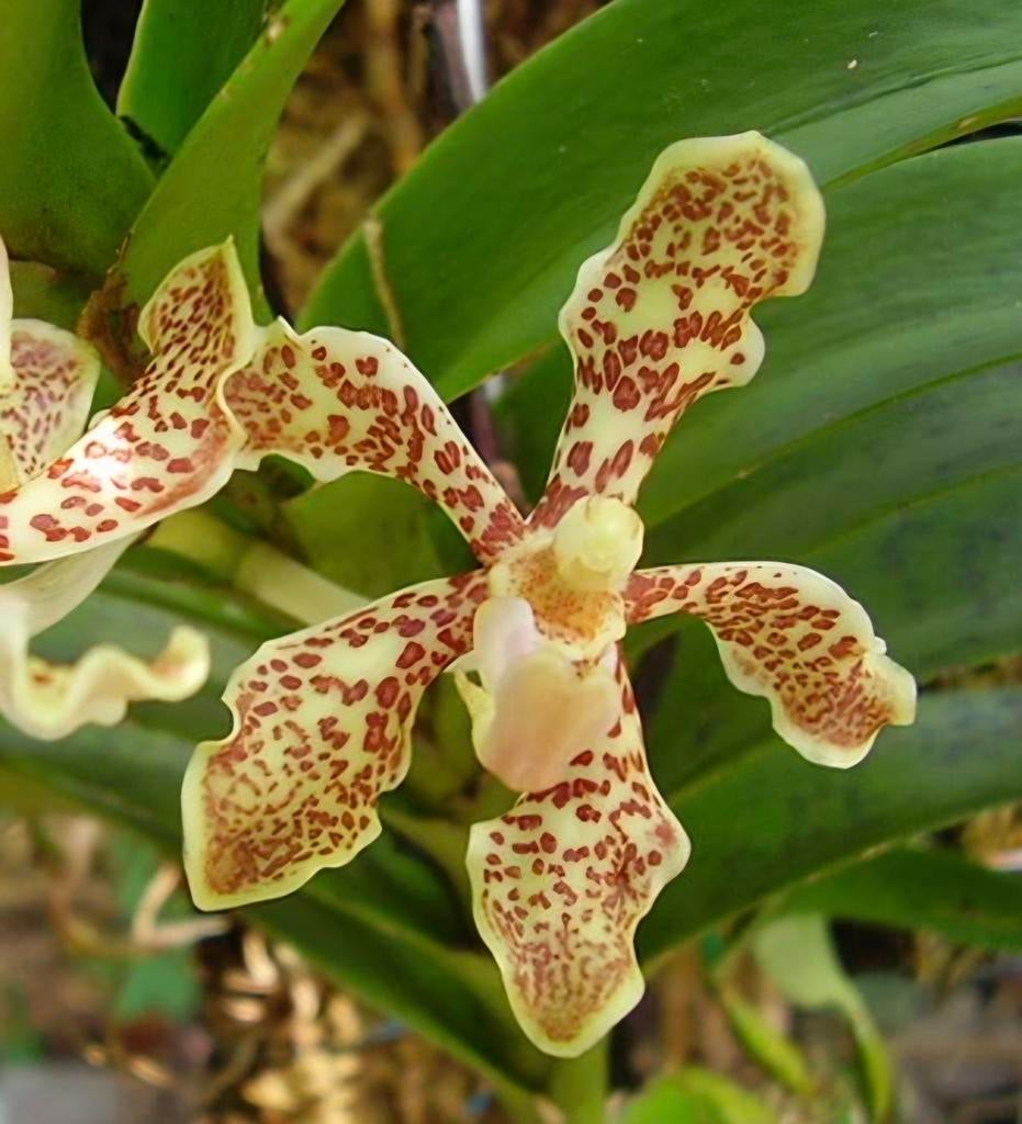 Vanda gibbsiae volwassen plant, Huis en Inrichting, Kamerplanten, Minder dan 100 cm, Halfschaduw, Ophalen of Verzenden