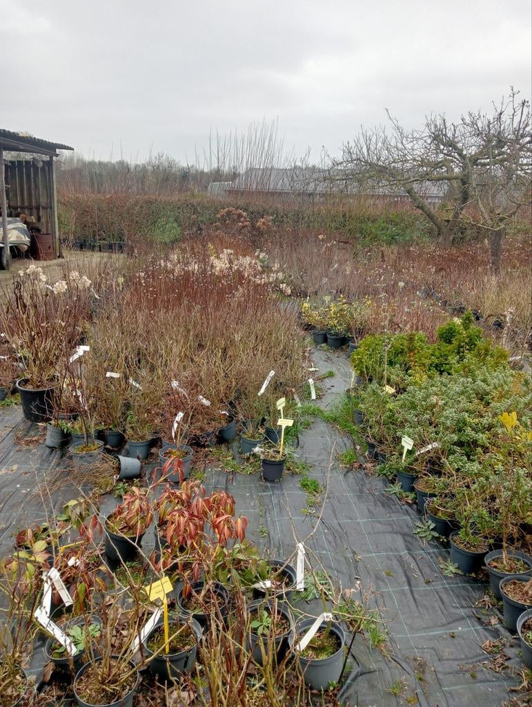 OPRUIMING... Div.heesters grote partij in pot, Ophalen of Verzenden, Hortensia, Minder dan 100 cm