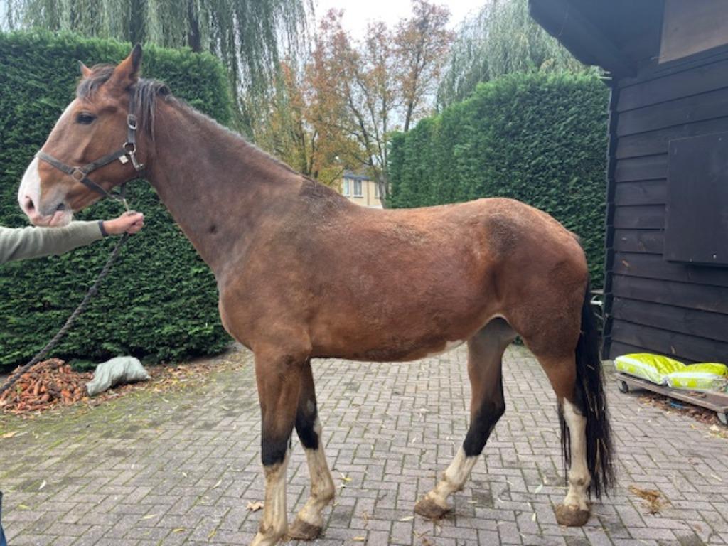tuigpaard, Dieren en Toebehoren, Merrie, Met stamboom, 3 tot 6 jaar, Tuigpaard