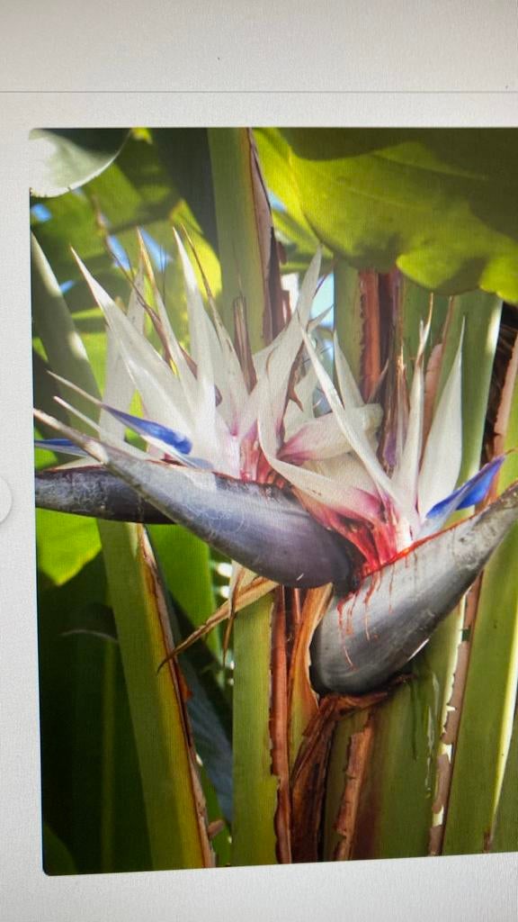 Paradijsvogelbloem - Strelitzia nicolai, Ophalen