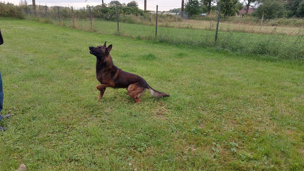 Dekreu X mechelse herder KNPV NIET TE KOOP, Reu, Parvo, Eén hond, 3 tot 5 jaar