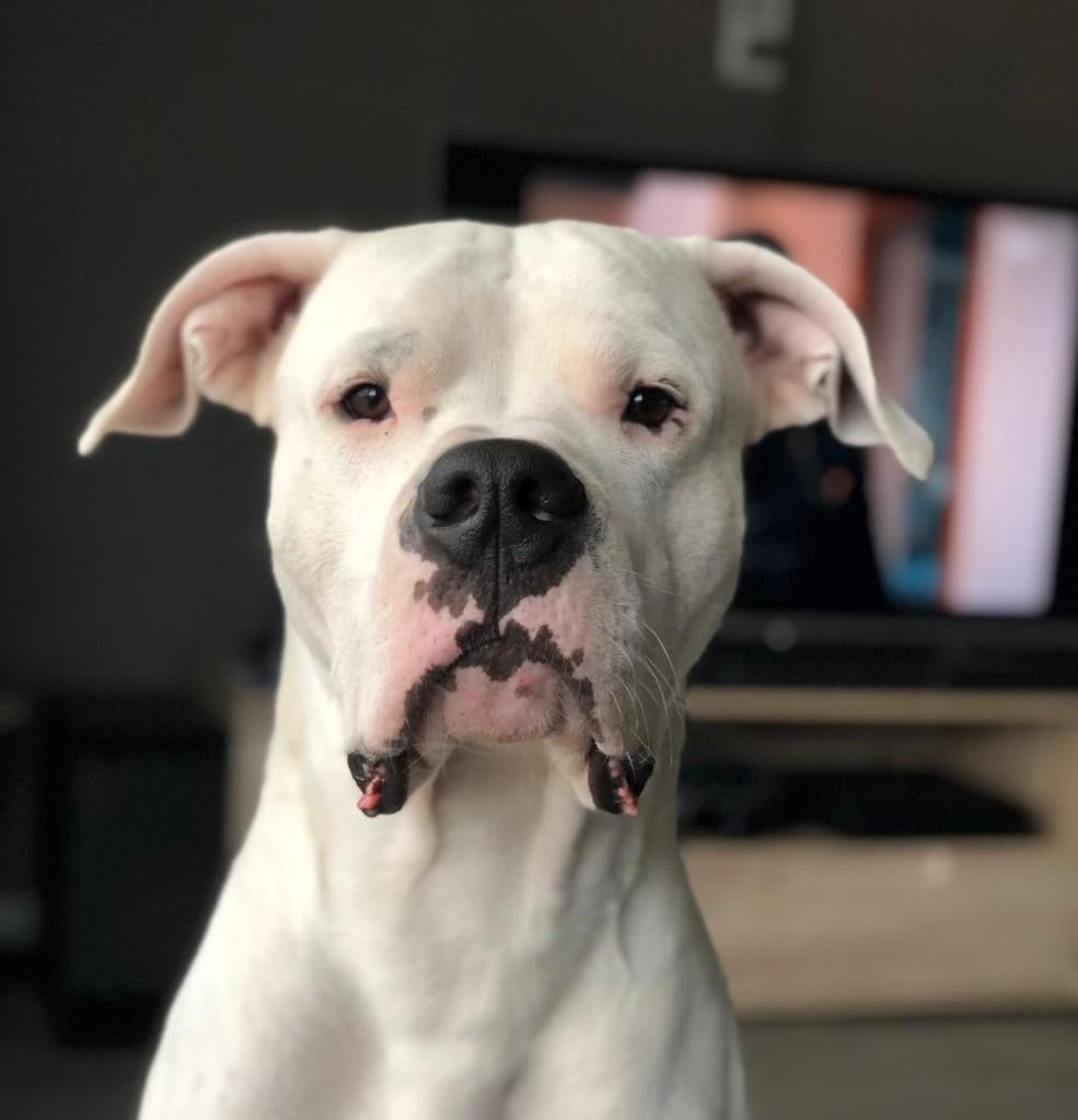 dekreu dogo argentino, Dieren en Toebehoren, Particulier, Reu, Buitenland, Parvo