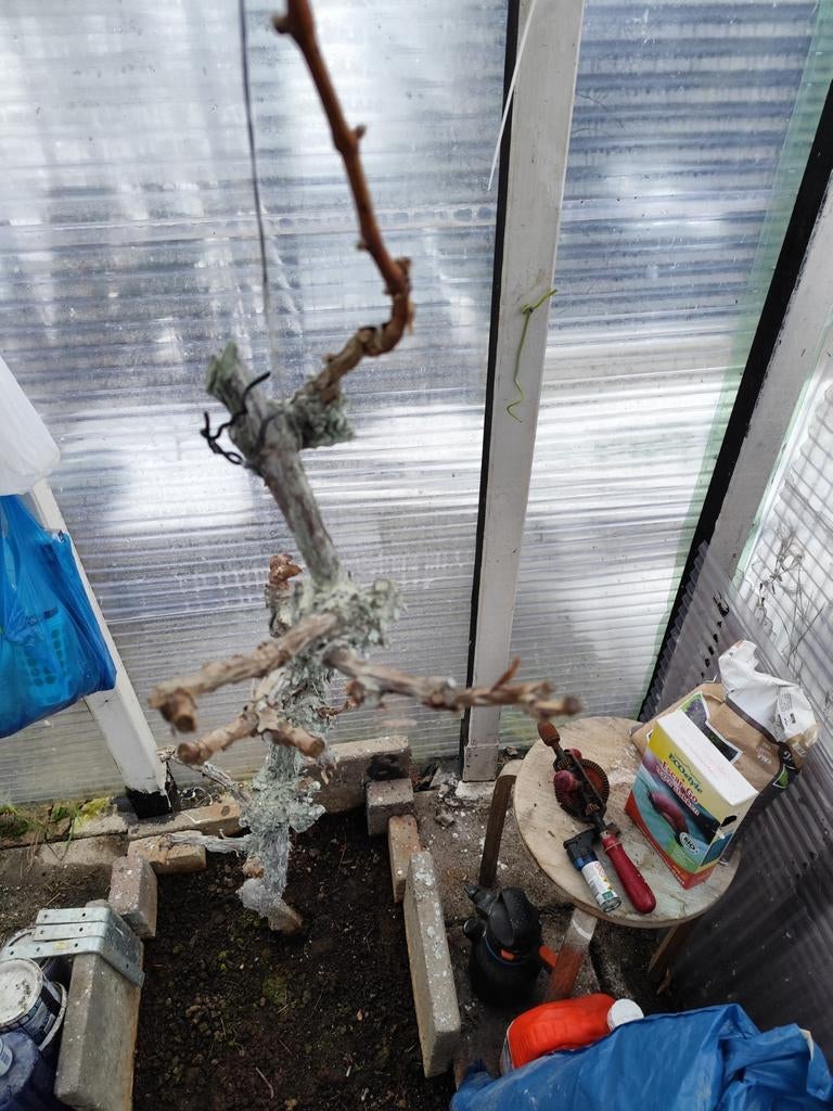 Druif., Volle zon, Bloeit niet, Minder dan 100 cm, Overige soorten