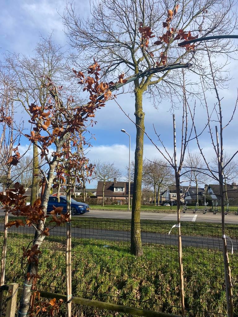 Beuken boog metaal met 2 beuken aanbieding € 99,00, Ophalen of Verzenden, Bloeit niet, Halfschaduw, Overige soorten