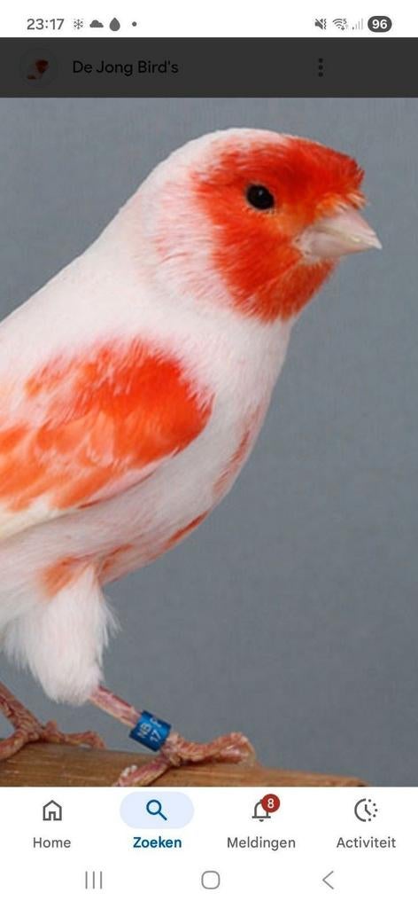 Gezocht koppel Roodkop Mozaïek kanaries, Dieren en Toebehoren, Meerdere dieren, Kleurkanarie