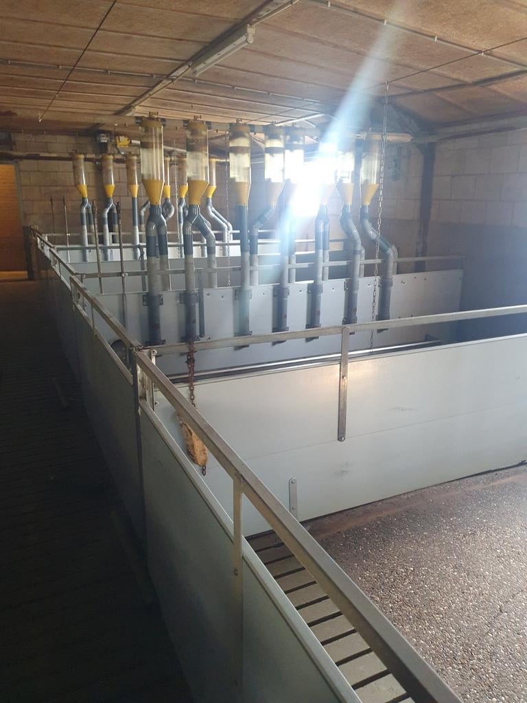 Stalinrichting varkensstal - 24 hokken met lange trog, Meerdere dieren, Varken