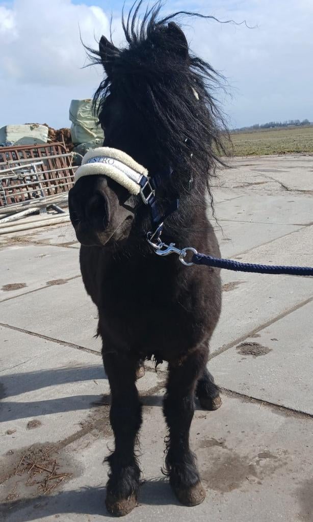 Meerdere super lieve shetlanders, Meerdere dieren, A pony (tot 1.17m)