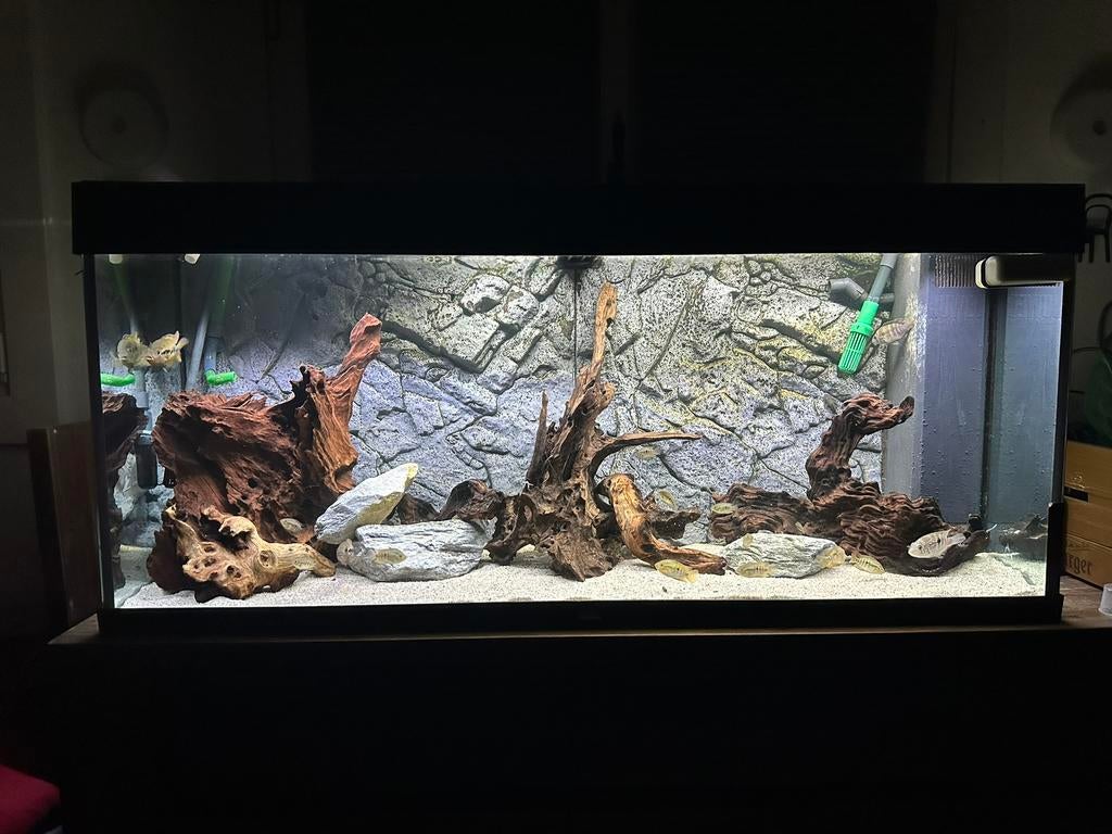 Aquarium 240L, Ophalen of Verzenden, Zo goed als nieuw, Gevuld zoetwateraquarium