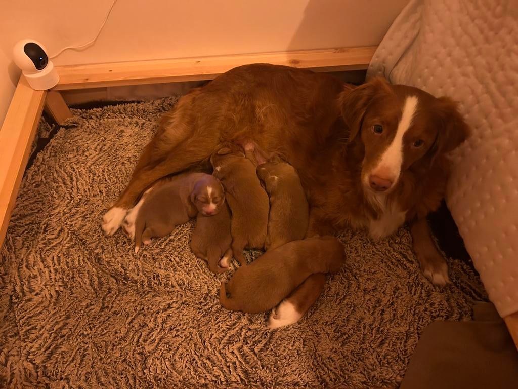 Schitterde nova scotia duck tolling retriever pups, Parvo, Overige rassen, 8 tot 15 weken, Meerdere