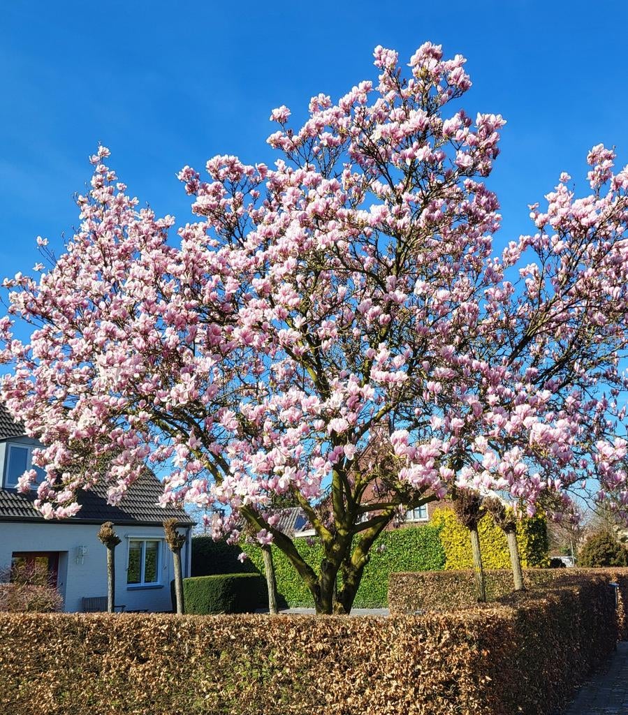 Gezocht: Vrijstaande woning / boerderij in het buitengebied, Huizen en Kamers, Huizen te huur, Vrijstaande woning, Noord-Brabant
