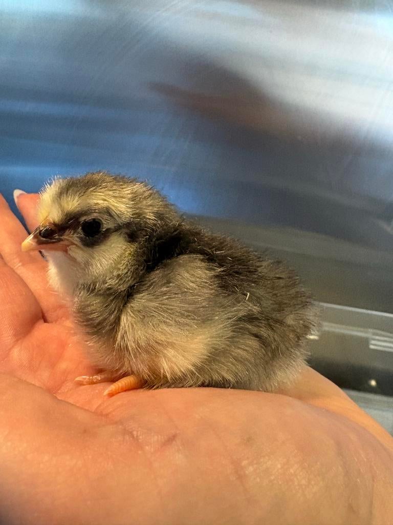 Kleurlegger kuikens!, Meerdere dieren, Kip