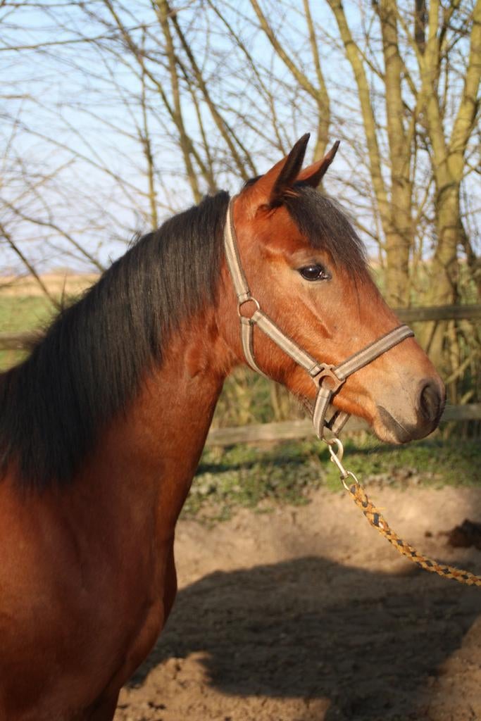 2 jr superbrave d pony, Dieren en Toebehoren, Pony's, Merrie