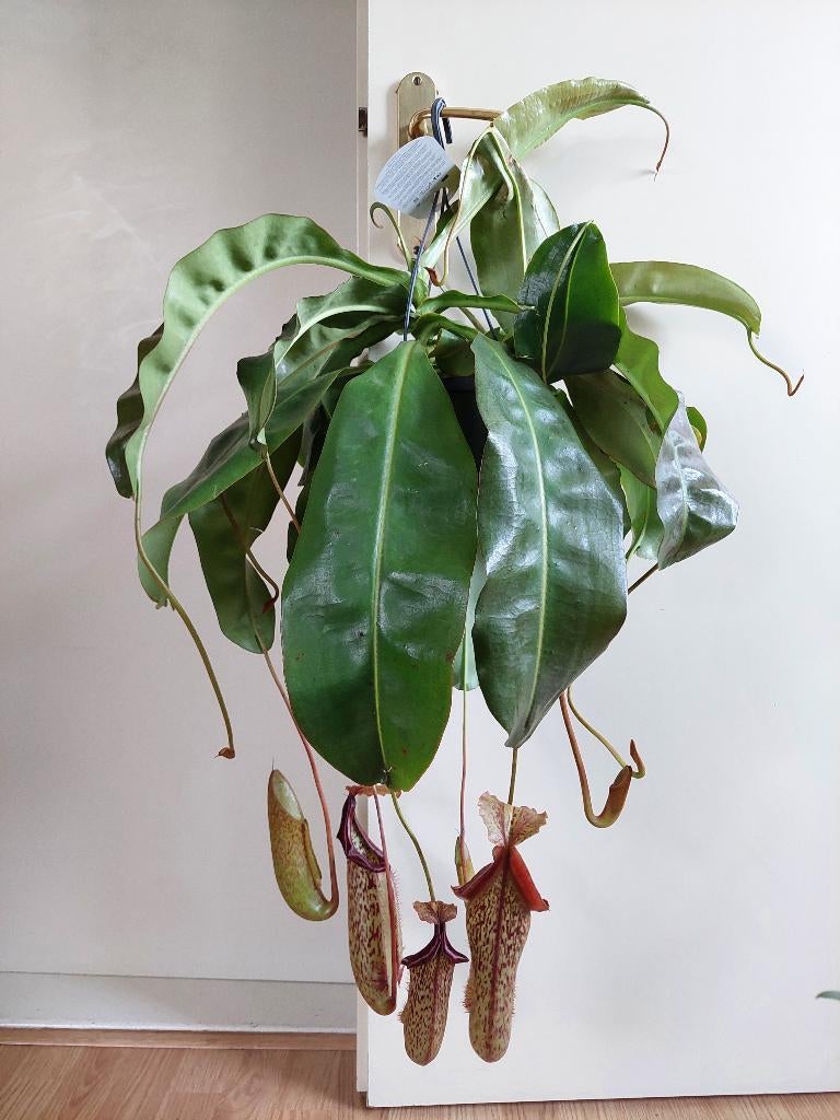 Nepenthes x Miranda - Vleesetende plant/Bekerplant/Hangplant, Ophalen, Overige soorten, Halfschaduw, Minder dan 100 cm