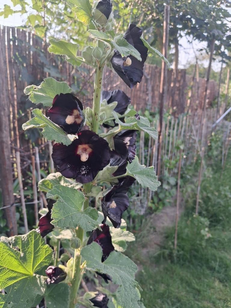 Biologische Stokroos Nigra Zaden, Tuin en Terras, Ophalen of Verzenden, Lente, Volle zon, Overige soorten