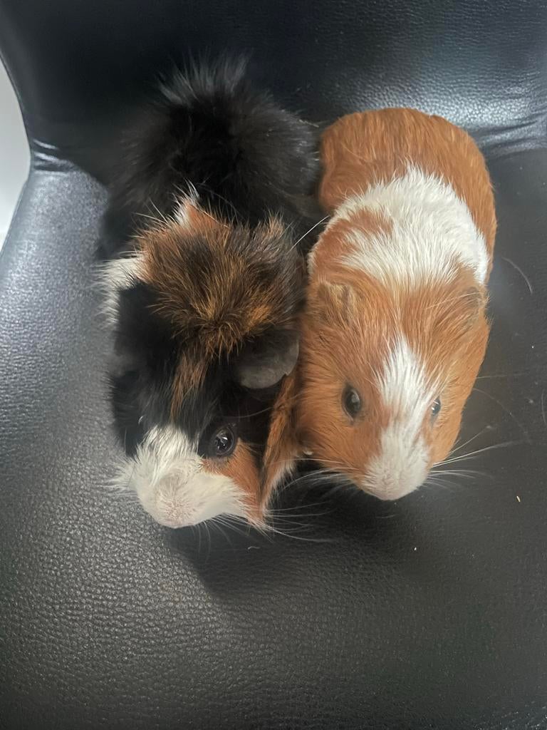 Cavia vader en zoon inclusief kooi en waterfles, Dieren en Toebehoren, Oktober, Mannelijk, Cavia