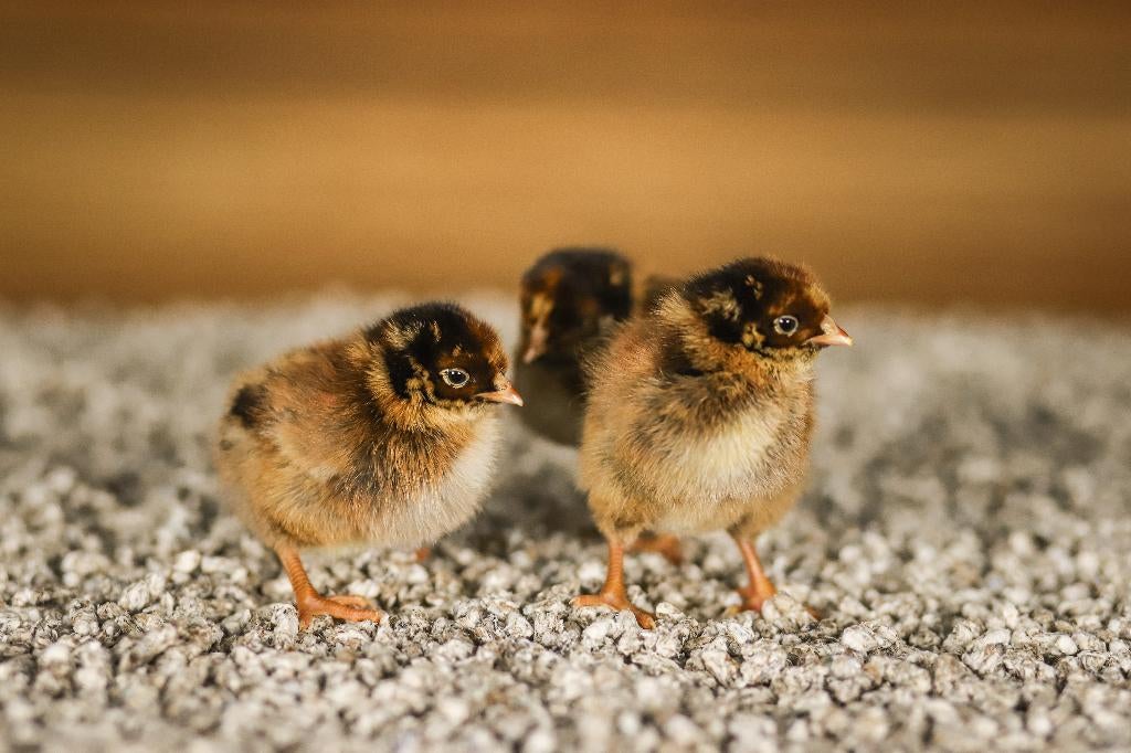 Barnevelder groot kippenkuikens | Gesekst en Ingeënt, Vrouwelijk, Kip