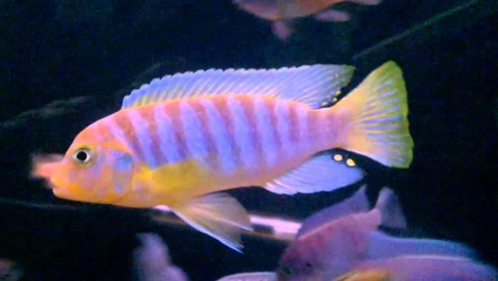 Metriaclima hayomailandi ( eigen foto kweekman), Vis