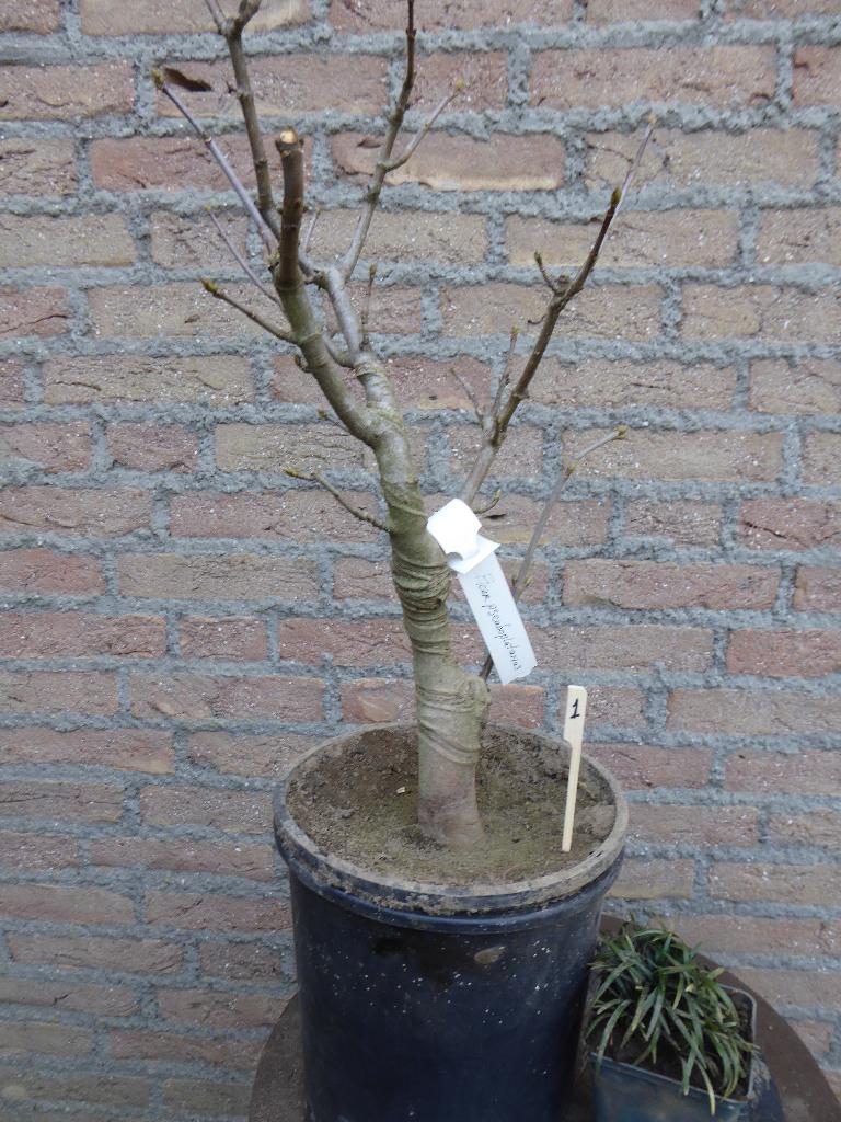 Bonsai: Acer pseudoplatanus (Esdoorn), Tuin en Terras, Ophalen, Bloeit niet, Halfschaduw, Overige soorten