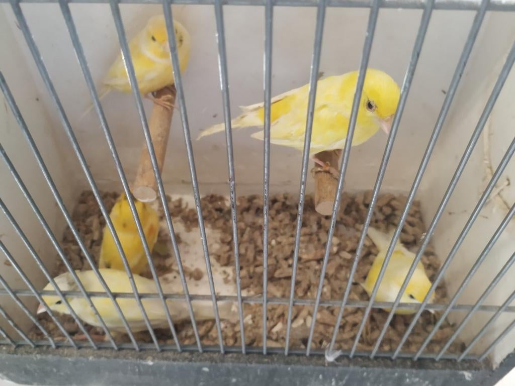 Kanaries  mannen en poppen, Meerdere dieren, Kleurkanarie