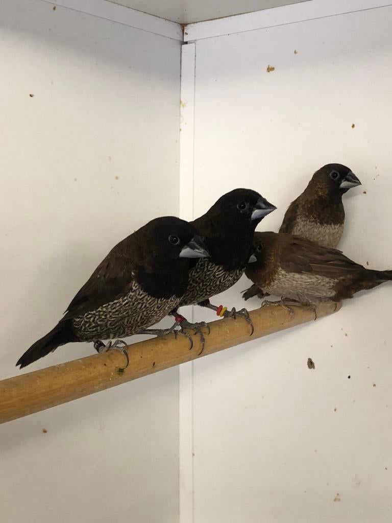 Japanse meeuwtjes, Meerdere dieren