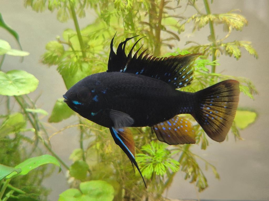 Mikrogeophagus Ramirezi 'Black Devil' Antennebaarsje Zwart, Vis, Zoetwatervis, Schoolvis