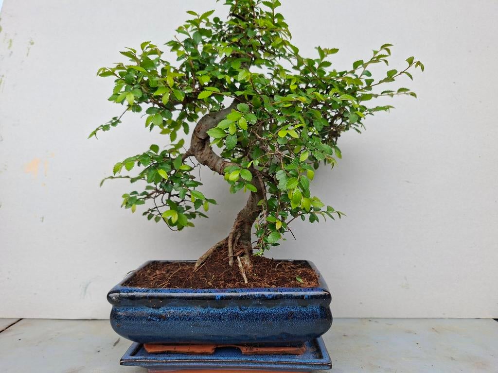 Bonsai, Bloeit niet, Halfschaduw, Minder dan 100 cm, Overige soorten