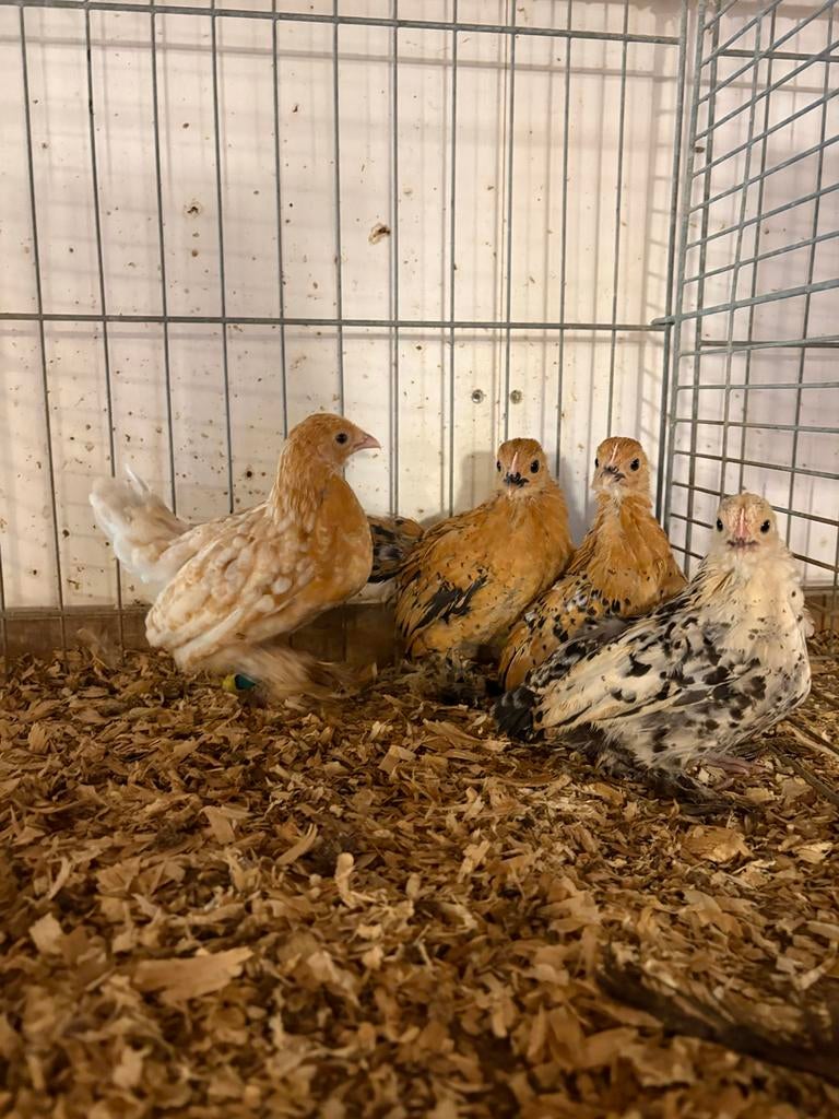 Sabelpootkriel, Dieren en Toebehoren, Vrouwelijk, Kip