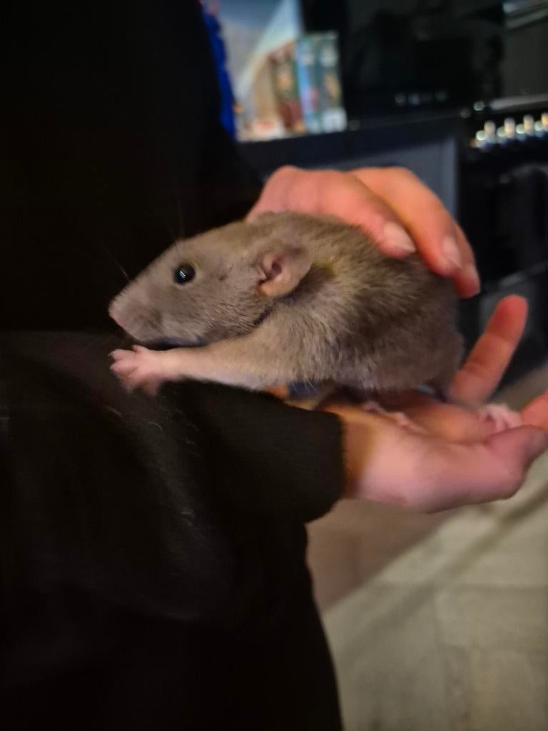 Drie tamme dwergratjes & toebehoren, Dieren en Toebehoren, September, Vrouwelijk, Rat