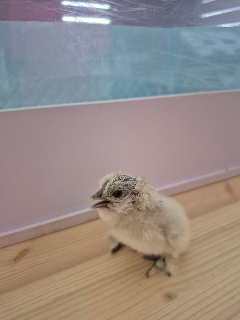 Zijdehoen kriel kuikens van zwarte vader en witte moeder, Dieren en Toebehoren, Pluimvee, Geslacht onbekend, Kip