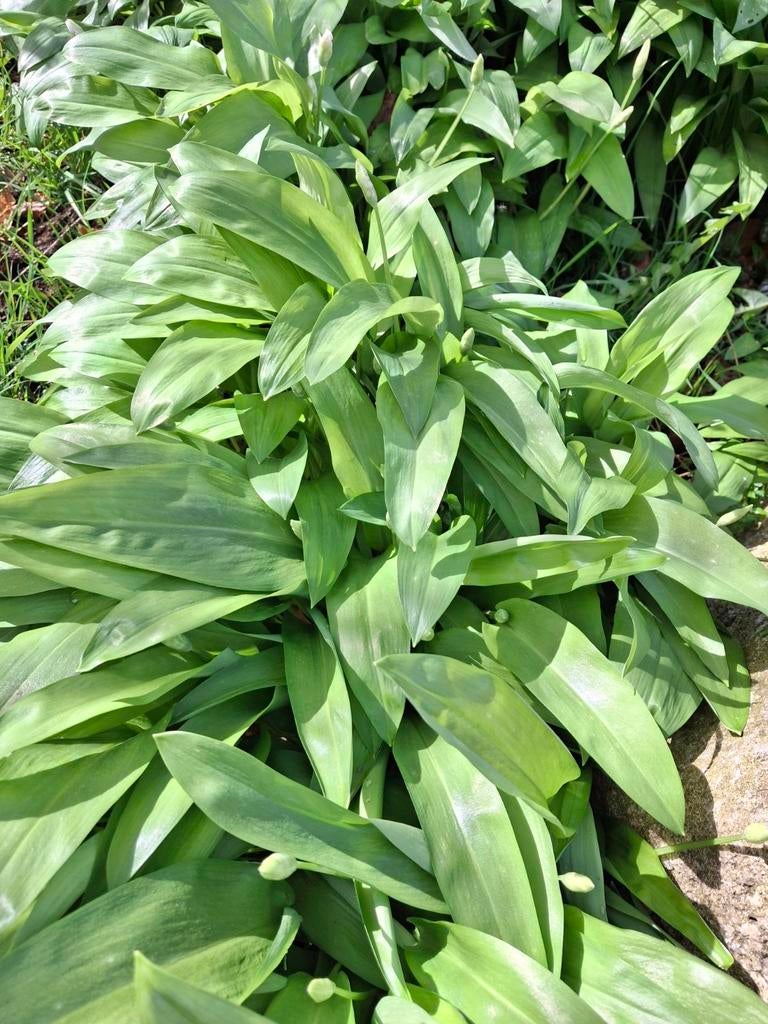 Daslook planten - Vers en aromatisch, Tuin en Terras, Ophalen of Verzenden, Overige soorten, Volle zon
