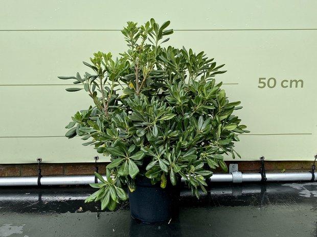 Australische Laurier - Pittosporum Tobiara - hoogte 40 cm, In pot, Halfschaduw, 100 tot 250 cm, Zomer