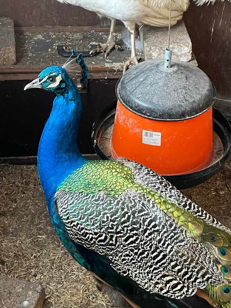 pauwen, Meerdere dieren, Overige soorten