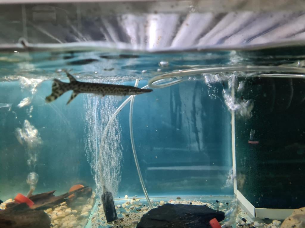 Alligator Gar, Atractosteus Spatula, beensnoek, Dieren en Toebehoren, Vis, Zoetwatervis