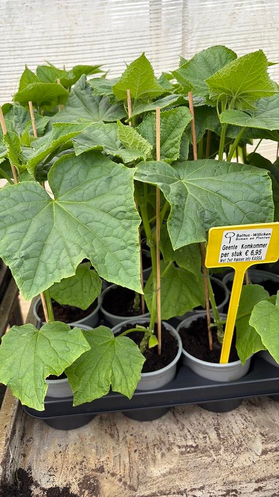 Geeente komkommerplanten, Tuin en Terras, Planten | Tuinplanten, Ophalen, Eenjarig, Groenteplanten, Volle zon