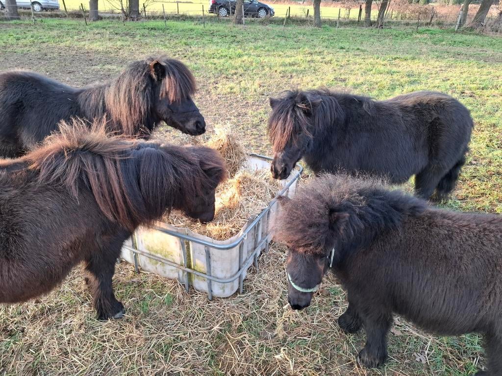 Shetlander stal / opfok stalling, Stalling, 2 of 3 paarden of pony's