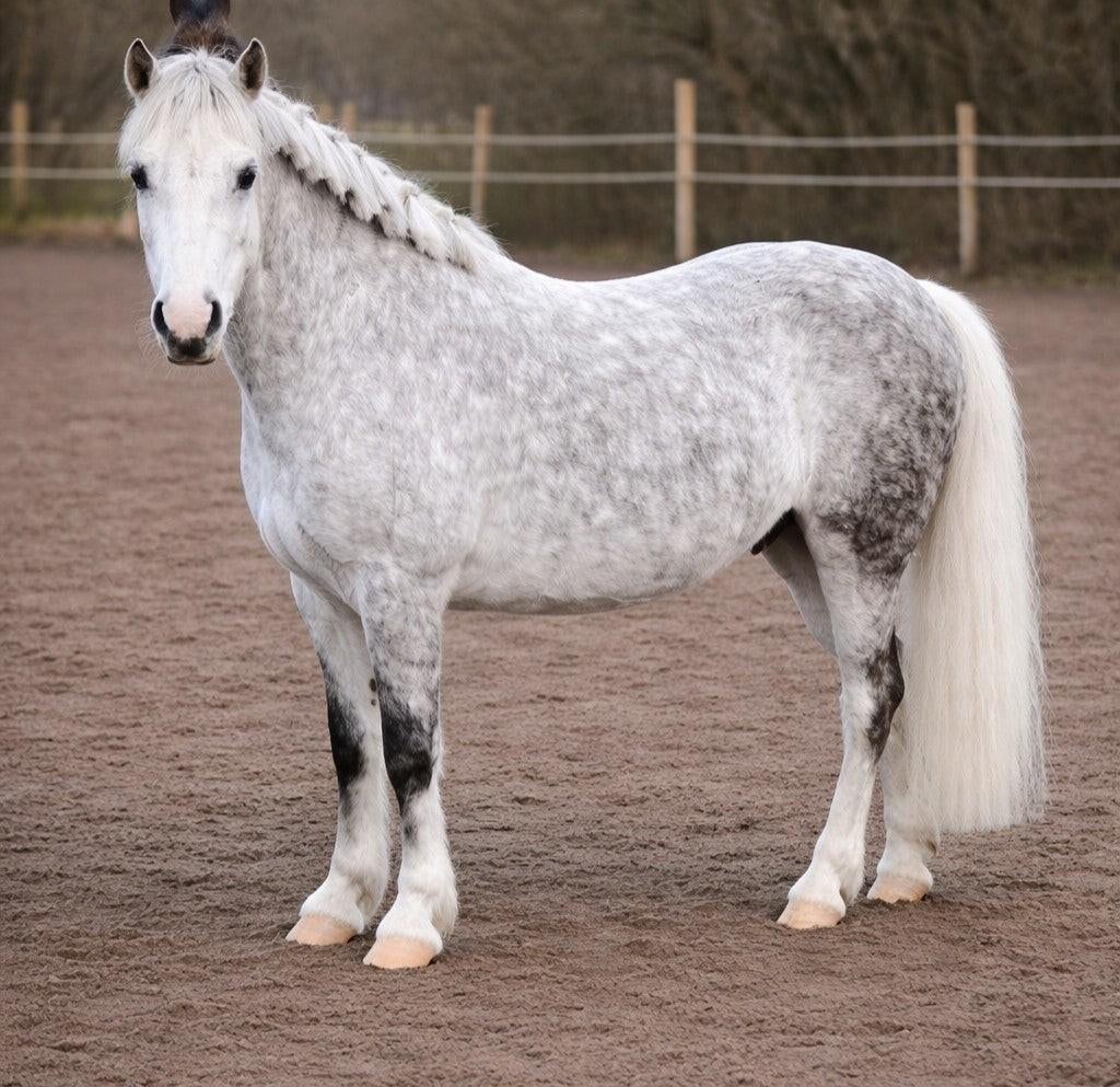 Welsh bixie/kinderpony brave allround B pony, Merrie, 7 tot 10 jaar, B pony (1.17m tot 1.27m), Recreatiepony