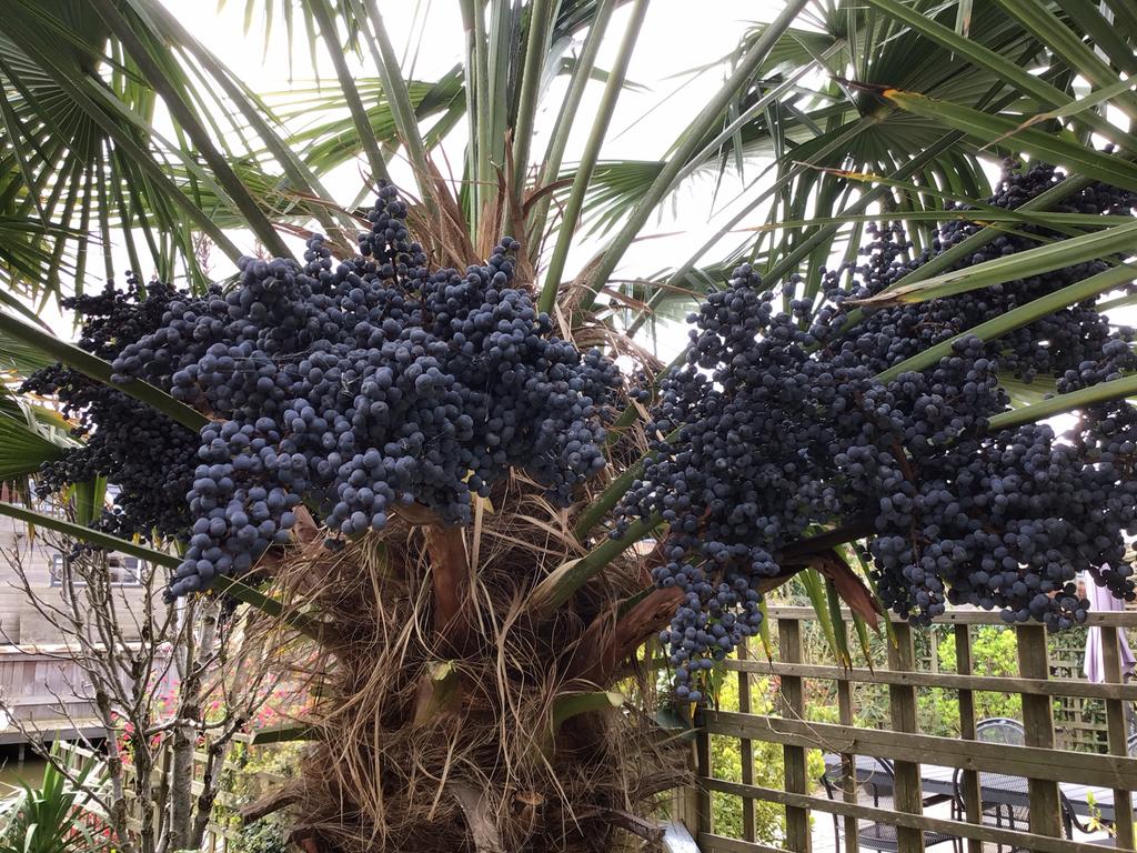 Gratis af te halen zaden van winterharde trachycarpus-palm, Ophalen, Voorjaar, Volle zon, Zaad