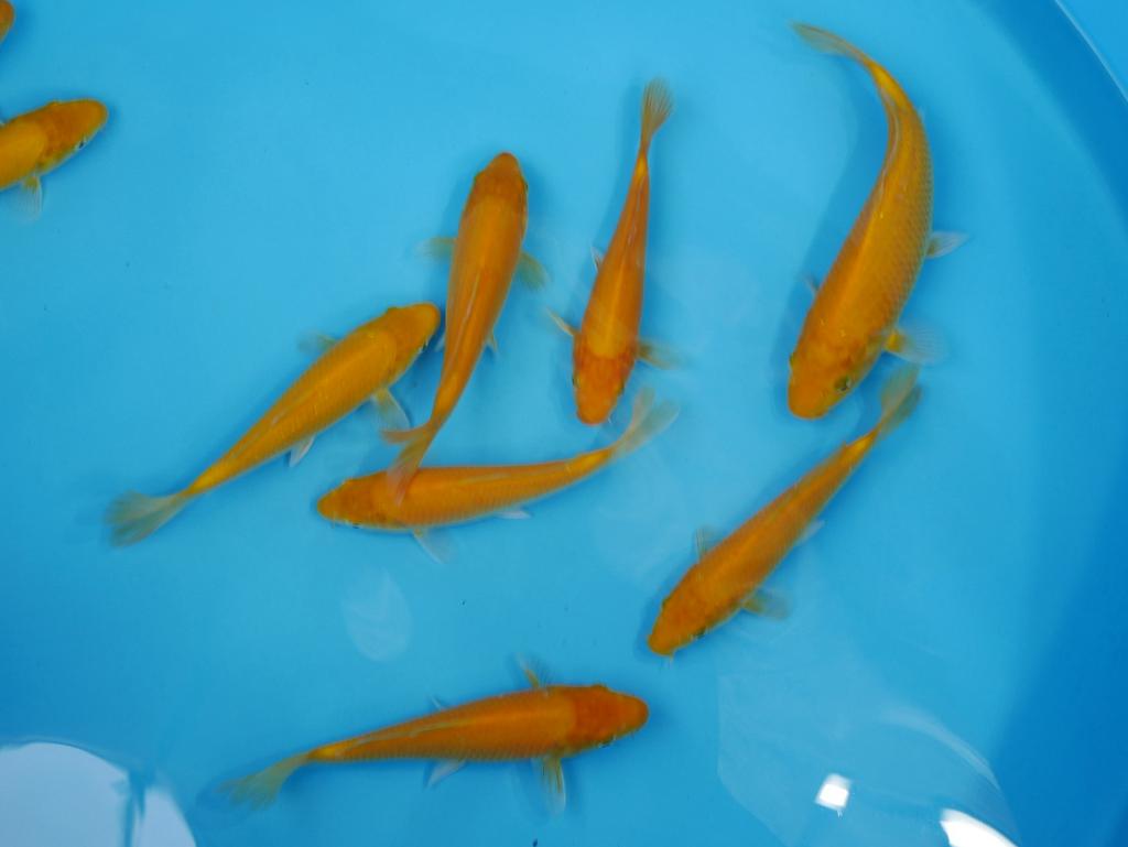 Win €1000 met deze Karashigoi grow wedstrijd Konishi blood, Karper of Koi