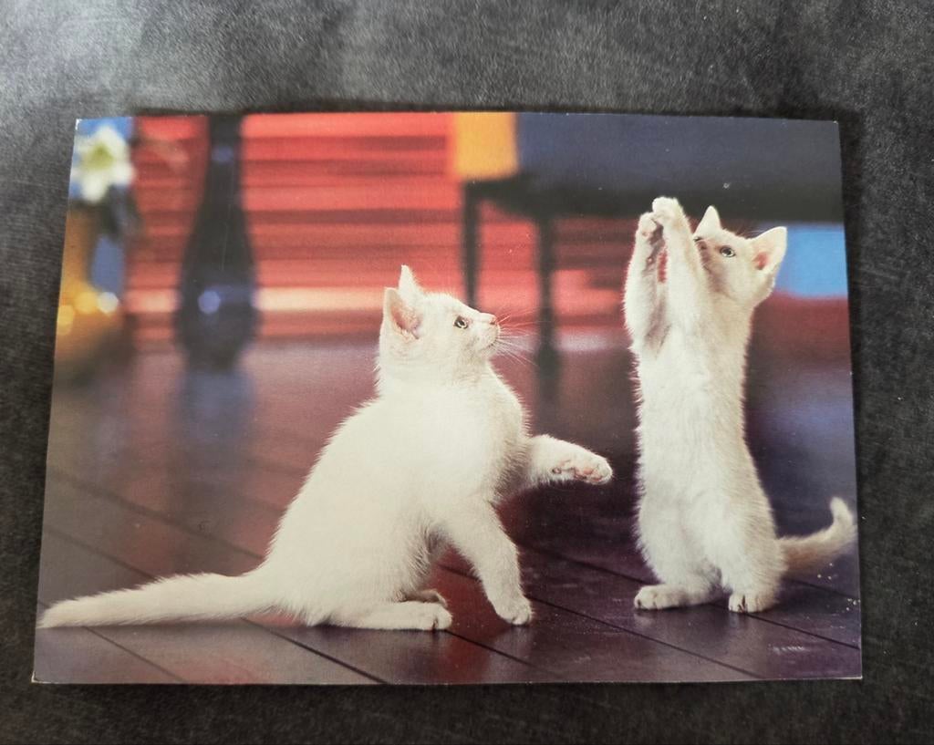 Twee spelende witte kittens, Verzenden, Ongelopen, Hond of Kat