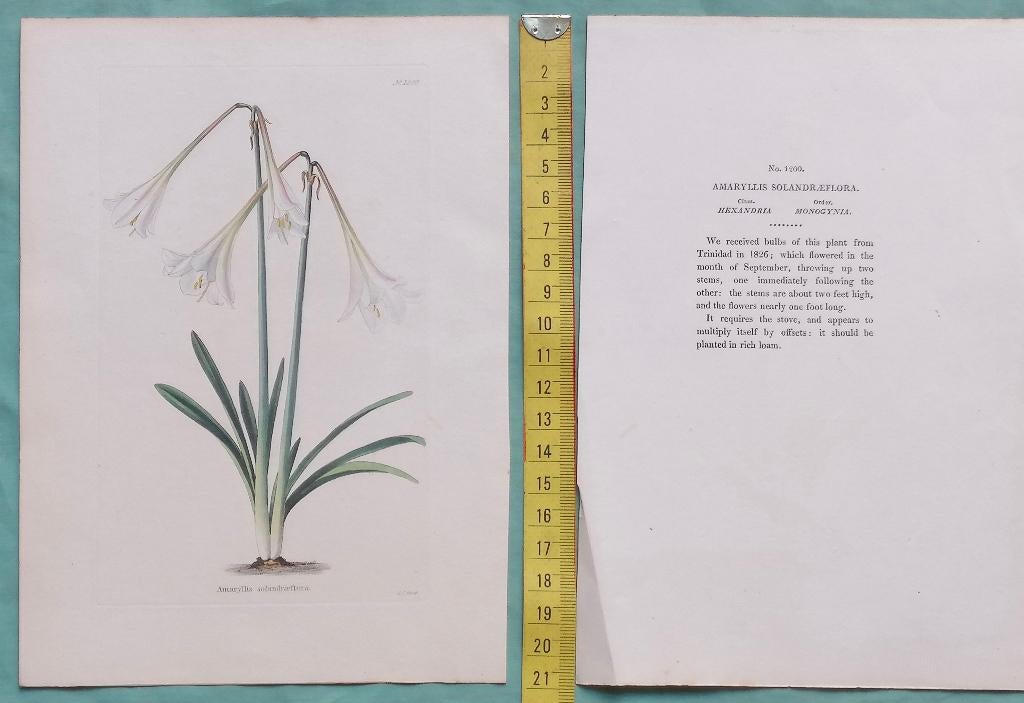 Amaryllis Solandraeflora - Handgekleurde kopergravure, Ophalen of Verzenden