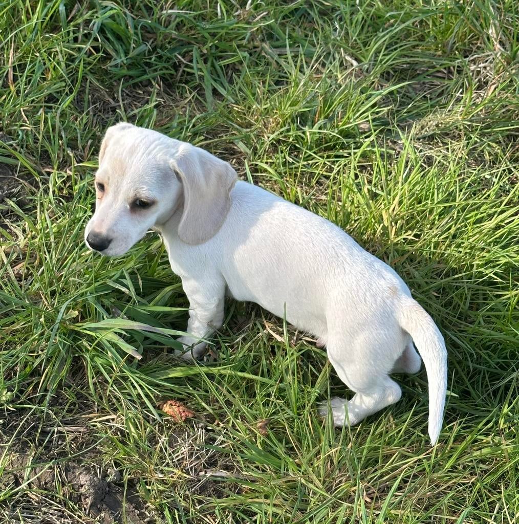 Prachtige Cream Dwerg teckel Reutje, Parvo, Reu, 8 tot 15 weken, Korthaar