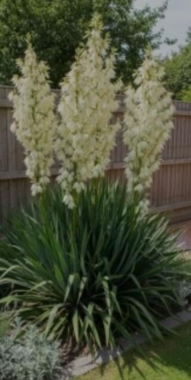 Yucca palmlelie tuinplant, Tuin en Terras, Planten | Bomen, Overige soorten, 100 tot 250 cm, Zomer, Ophalen