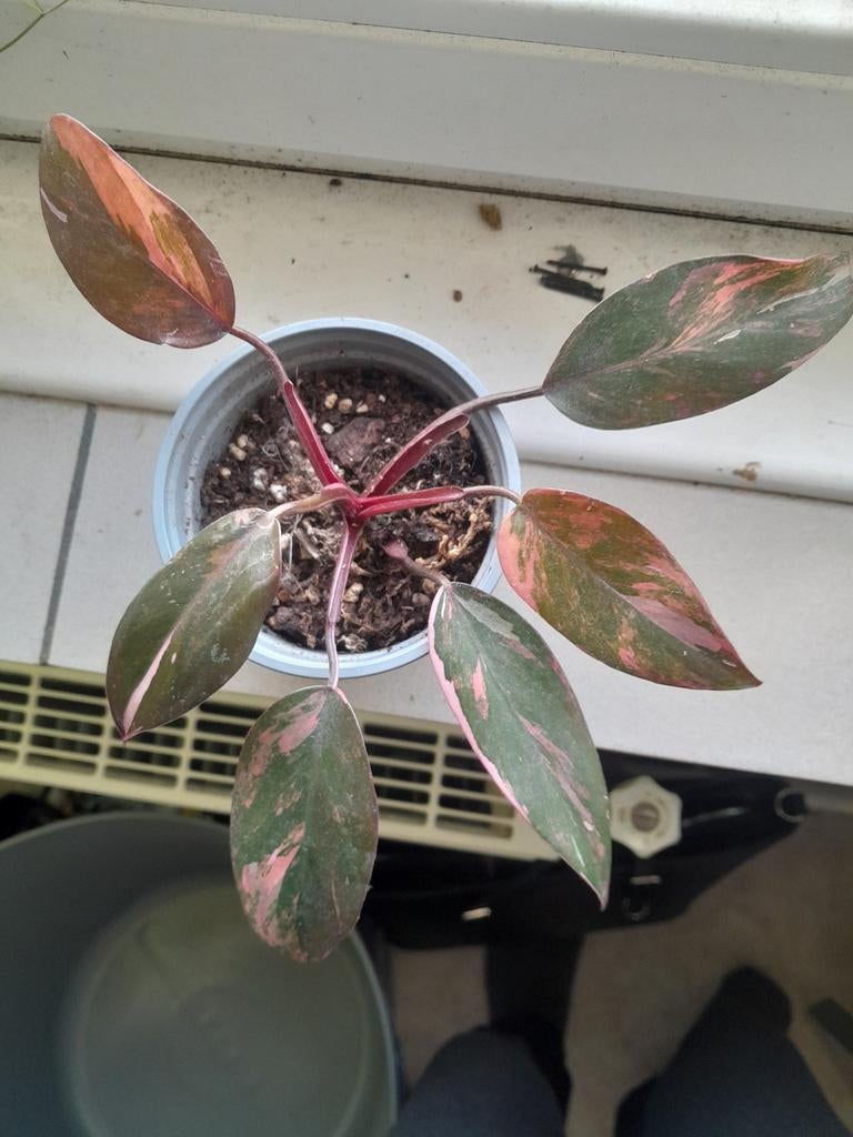 Philodendron Princess of fire, In pot, Minder dan 100 cm, Groene kamerplant, Halfschaduw