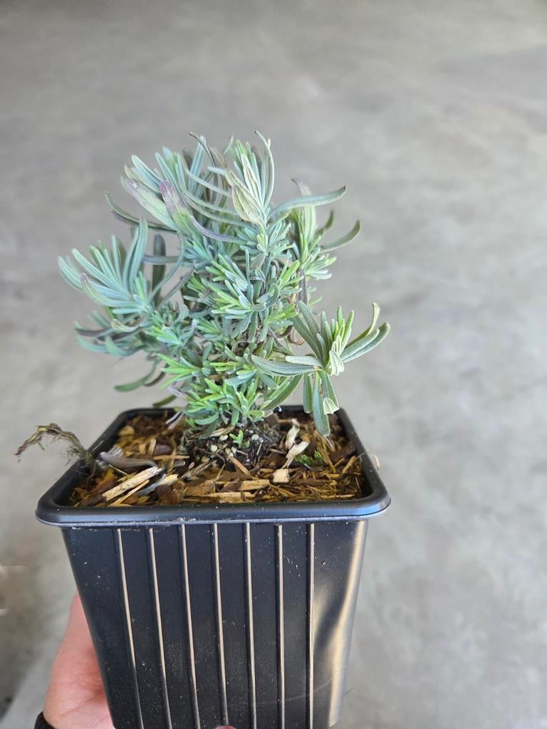 Lavendel ‘Hidcote’ P9 – Sterke, compacte lavendel, Volle zon, Vaste plant, Zomer, Ophalen