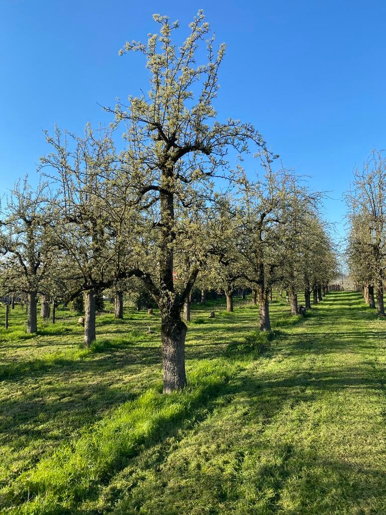 Prachtige oude sier hoogstam perenbomen 4,5 - 6,5 meter, Ophalen, Lente, Perenboom, Halfschaduw